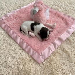 Trixie - Parti female Miniature Schnauzer puppy in Salisbury, North Carolina from Truffle Tail Schnauzers