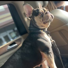 Zelda - French Bulldog