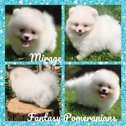 Mirage - Cream male Pomeranian puppy in Anna, Texas from Fantasy Pomeranians & Fantasy Aussies