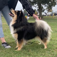 Finnish Lapphund All Grown Up from Forest Trail Finnish Lapphunds