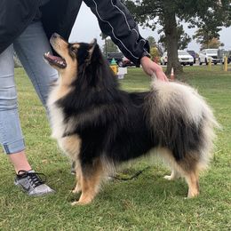 Finnish Lapphund All Grown Up from Forest Trail Finnish Lapphunds
