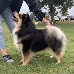 Finnish Lapphund All Grown Up from Forest Trail Finnish Lapphunds