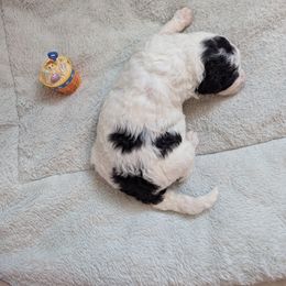 Aussiedoodle Puppies from Fur Hollow Puppies