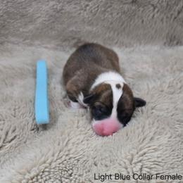 Light Blue Collar Female - Red female Pembroke Welsh Corgi puppy in Tenino, Washington from LoneStar Corgis NW