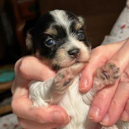 Boy 1 - Black and white male Havanese puppy in Melba, Idaho from Lawson Havanese