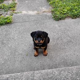 Rottweiler Puppies from Rottweiler Land