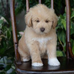 Slinky Dog - Apricot male Schnoodle puppy in Grove, Oklahoma from Grand Lake Poodles & Doodles