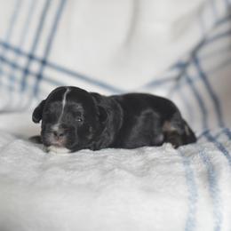 Apple Jack - Black and white male Shichon puppy in Delta, Colorado from PTK Ranch