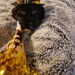 Cocker Spaniel puppies from Lady's Cocker Spaniels