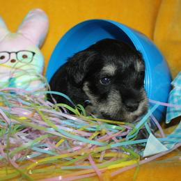 Male 1 - Black and silver male Miniature Schnauzer puppy in La Fayette, Georgia from Daniels Mini Schnauzers