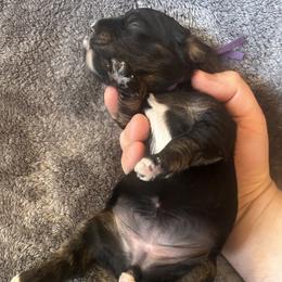 Purple Collar - Tri-color female Cavapoo puppy in Tempe, Arizona from Springerdoodles Plus AZ