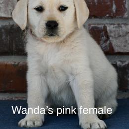 Pink female - Yellow female Labrador Retriever puppy in Mississippi from Sure Shot English Labs