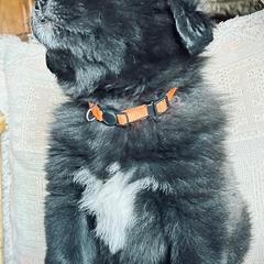 Colorado Mountain Dog Puppies from FAFO Ranch