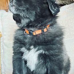 Colorado Mountain Dog Puppies from FAFO Ranch