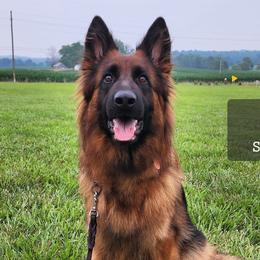 Willow - German Shepherd