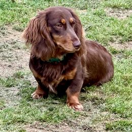 Margie - Dachshund