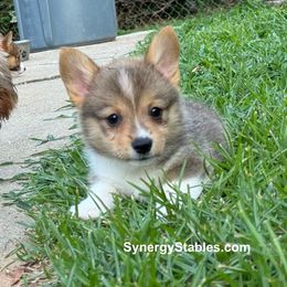Pembroke Welsh Corgi Puppies from Synergy Stables, Inc.