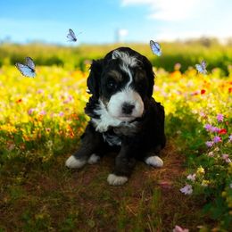 Bernis - Parti female Goldendoodle puppy in Murrieta Ca, California from Gloria's Goldendoodles
