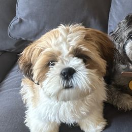 Shih Tzus from Delinda Shih Tzus