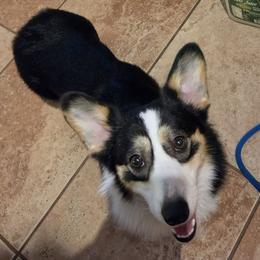 Adele - Black and tan female Pembroke Welsh Corgi puppy in Baskerville, Virginia from Let Alone Creek Farm Corgis