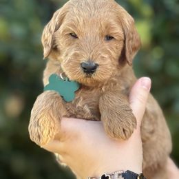 Green collar - Apricot male Goldendoodle puppy in Fontana, California from Grammy's Puppy Love doodles and poodles