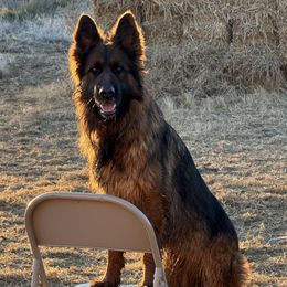 Dior - German Shepherd