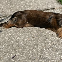Dachshunds from Irish Paws 23 AKC Dachshunds