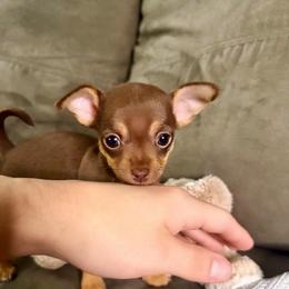 Tiny Teacup Tally - Chocolate and tan female Chihuahua puppy in Alvord, Alabama from Gift of Gods Favor