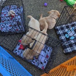Golden Retriever Puppies from Sola Mae's Goldens