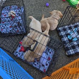 Golden Retriever Puppies from Sola Mae's Goldens