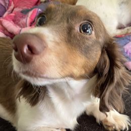 Willow - Dachshund