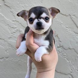 Wolf sable - Black sabled fawn male Chihuahua puppy in Vineland, New Jersey from Royal Companion's