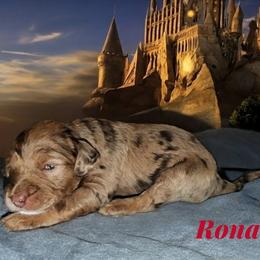 Ron - Merle male Sheepadoodle puppy in Austin, Texas from Darling Doodles