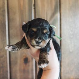 Summit - male Golden Mountain Doodle puppy in Greenbrier, Arkansas from Tilley's Southern Doodles
