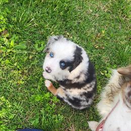 Samson - Blue merle male Miniature Australian Shepherd puppy in Willard, Missouri from Stoney Brook Aussies