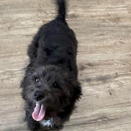 Austin - Black male Shihpoo puppy in Colonial Beach, Virginia from BeachRidge Pups