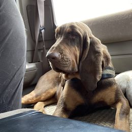 Australian Cattle Dog and Bloodhound All Grown Up from Hardiman’s Howlin’ Hounds