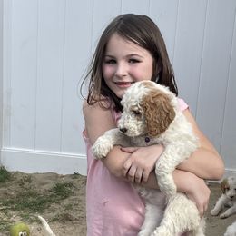 Bernedoodle, Cavalier King Charles Spaniel, Goldendoodle, and Sheepadoodle Puppies from Flannery’s lucky pup’s🍀