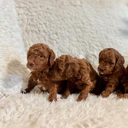 Poodle puppies from Pearson's Poodles