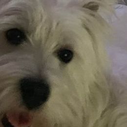 Norfolk Terriers from Ilana's Norfolk Terriers