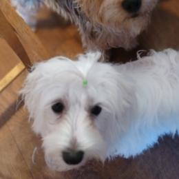 Maltipoos, Morkies, and Yorkipoos from Morkies and Yorkie-poos of Louisiana