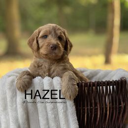 Goldendoodle Puppies from O’Doodle Clan Goldendoodles