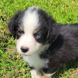 Bilbo - Black tri male Miniature Australian Shepherd puppy in Sunbury, Pennsylvania from Elemental Mini Aussies