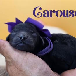 Carousel - Black female Poodle puppy in Springfield, Oregon from Valaurah Farms