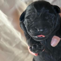 Black girl - Black female Labrador Retriever puppy in Isanti, Minnesota from Four Corners Family Labs