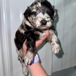 Sprout - Blue merle male Aussiedoodle puppy in Science Hill, Kentucky from Southern Paws Kennels