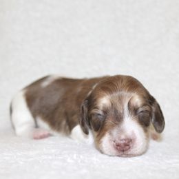 Vera - Piebald female Dachshund puppy in Fairfax, Iowa from Grayson’s Lovable Dachshunds