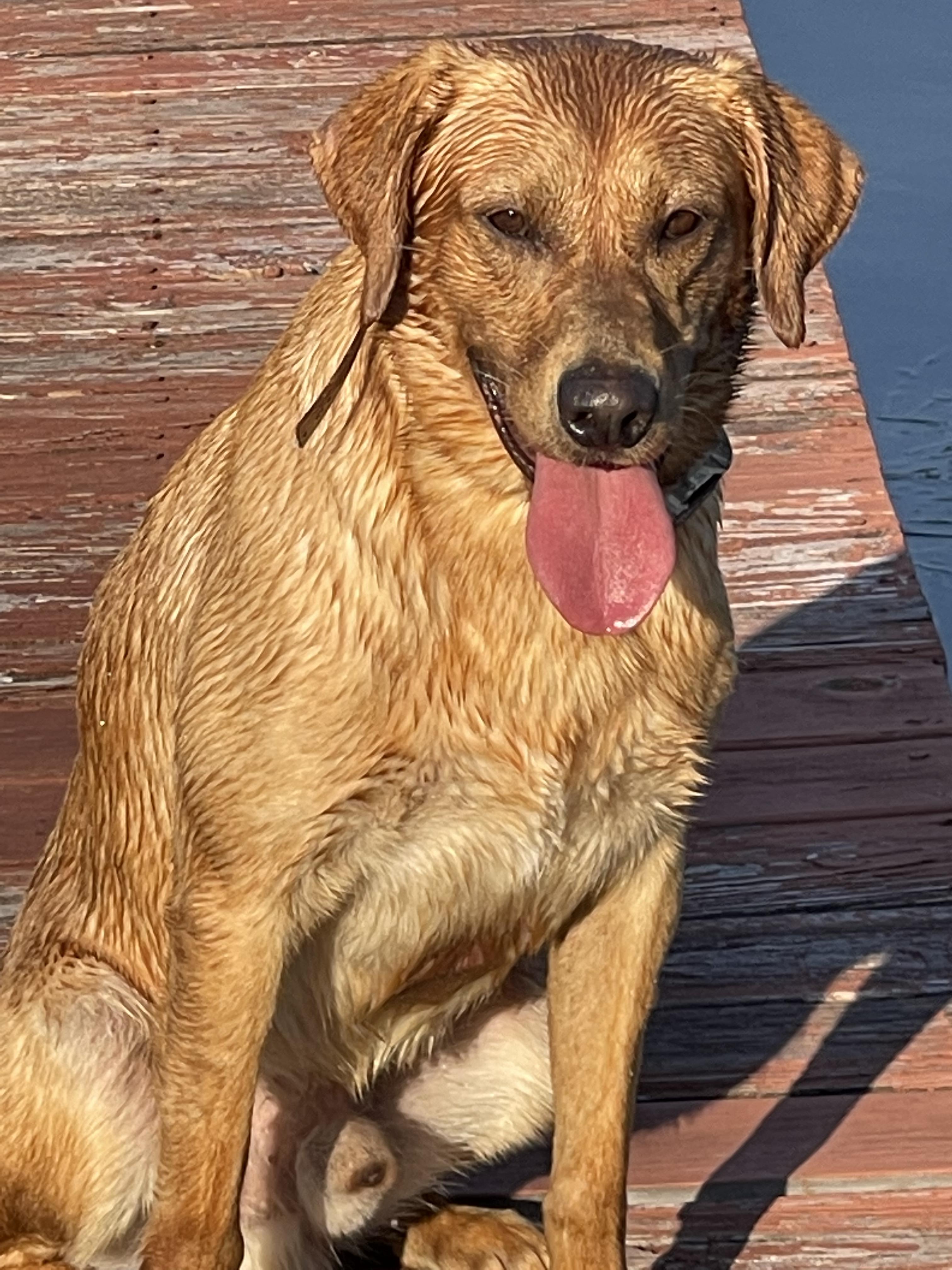 Marshland Retrievers LLC in Alabama Labrador Retriever puppies Good Dog