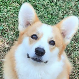 Pembroke Welsh Corgis from Sunnyhill Corgis
