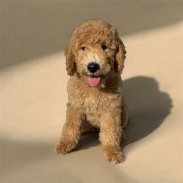 Linda - Apricot female Goldendoodle puppy in Glendale, Arizona from CocoLove Doodles